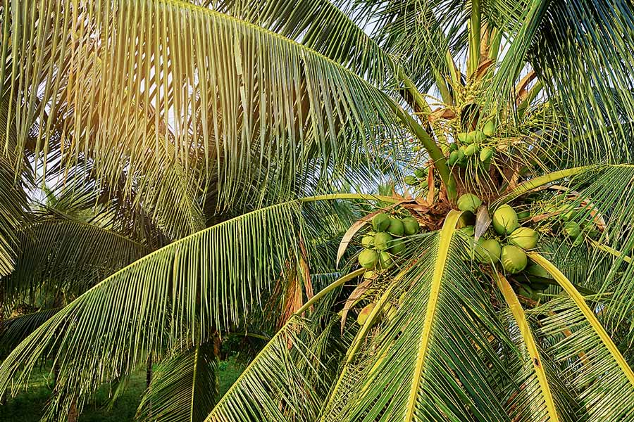 palmy kokosowe ciekawostki i zastosowanie