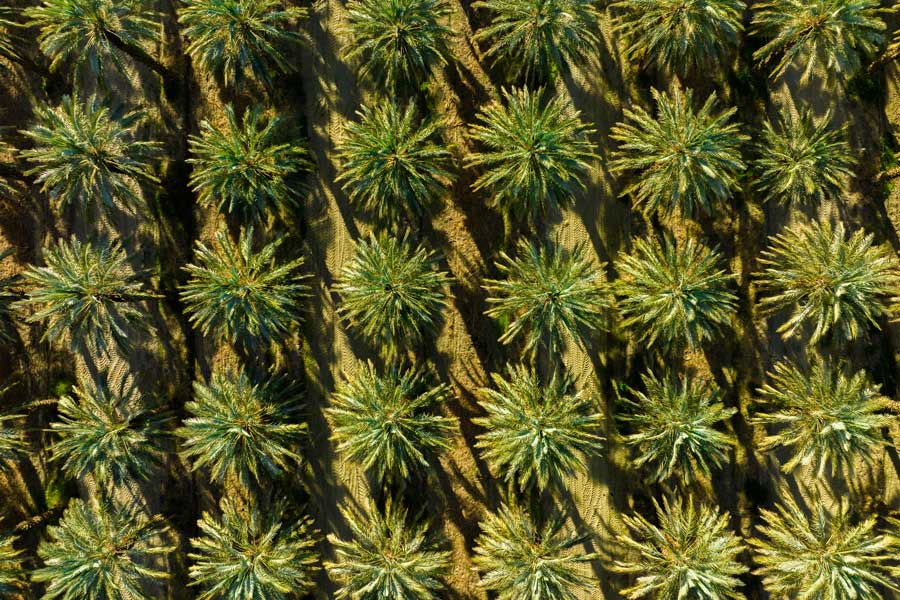 plantacja palm