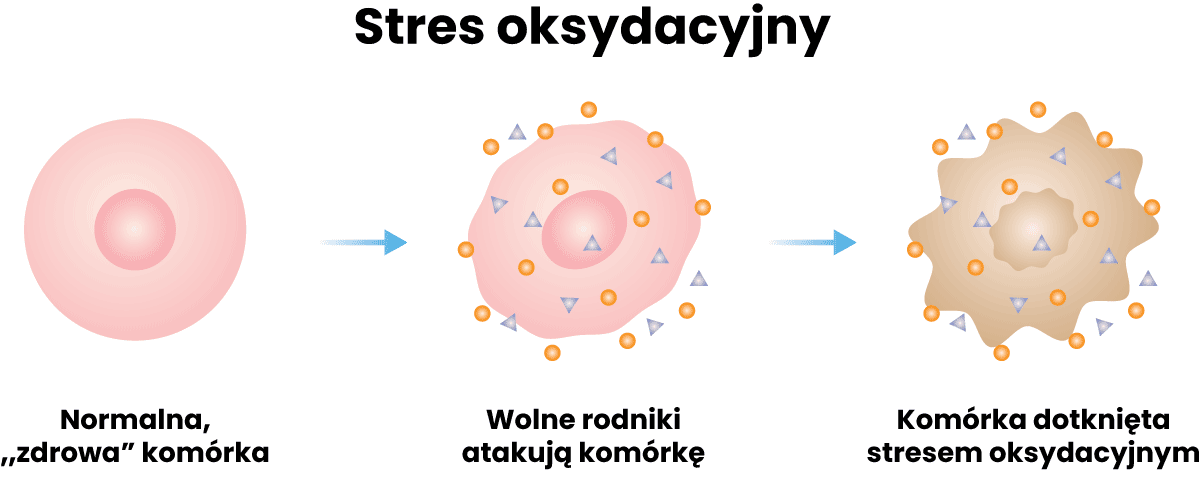 jak działa stres oksydacyjny na komórki ciała?